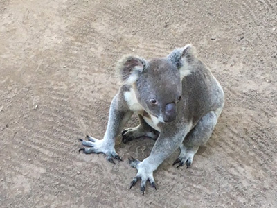 Lone Pine Koala Sanctuary コアラ。