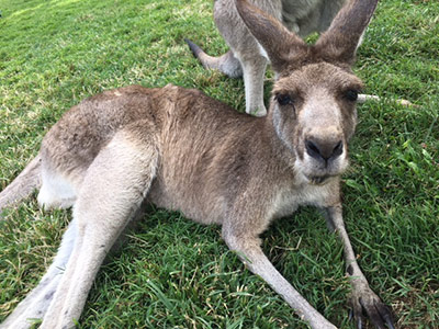 Lone Pine Koala Sanctuary カンガルー。