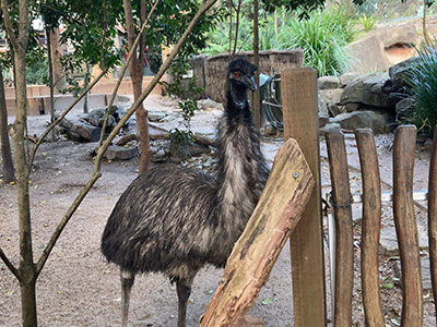 動物園で撮ったエミュー。