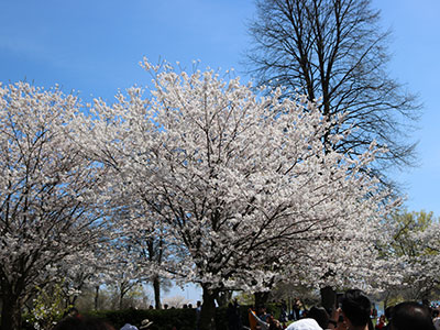 トロントにある公園の桜
