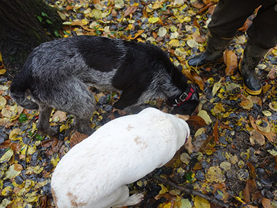 白トリュフ狩りはこのように犬が探します。ピエモンテの名物の一つ。