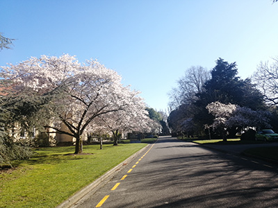 大学内の桜の木。